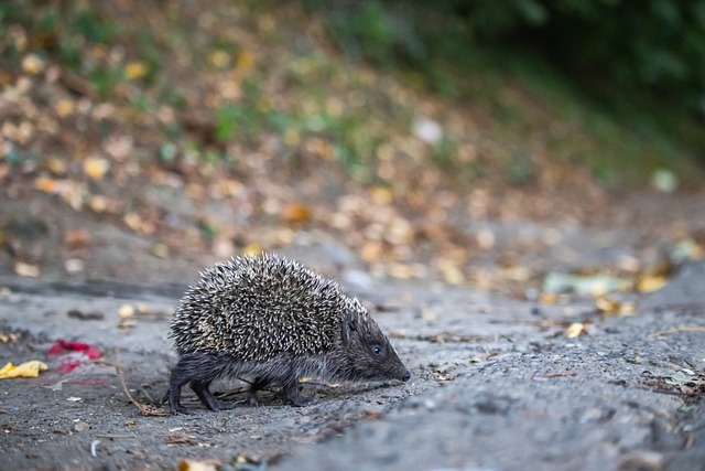 要想在国际 要想在国际